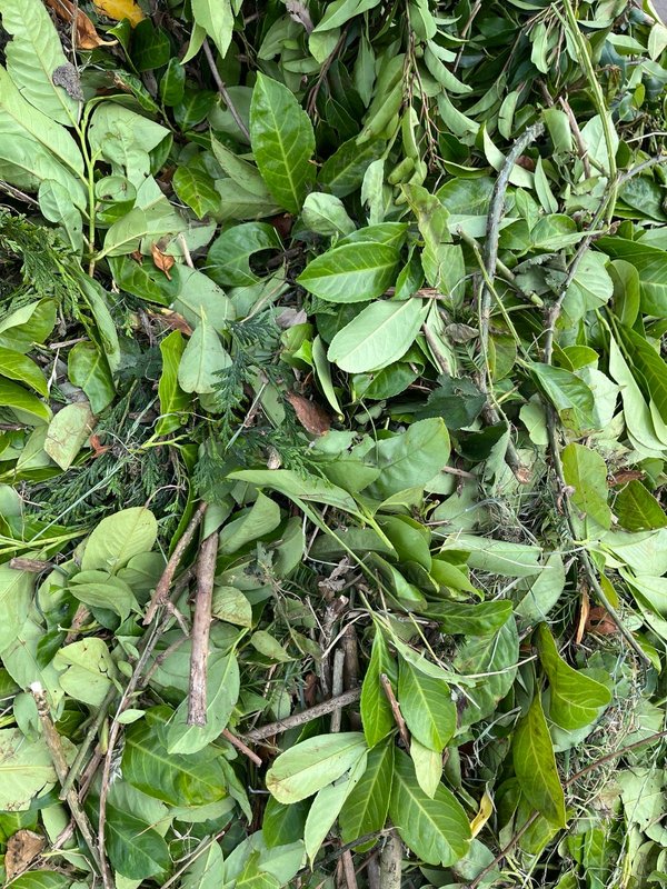 Groen- en snoeiafval Snoeisel
